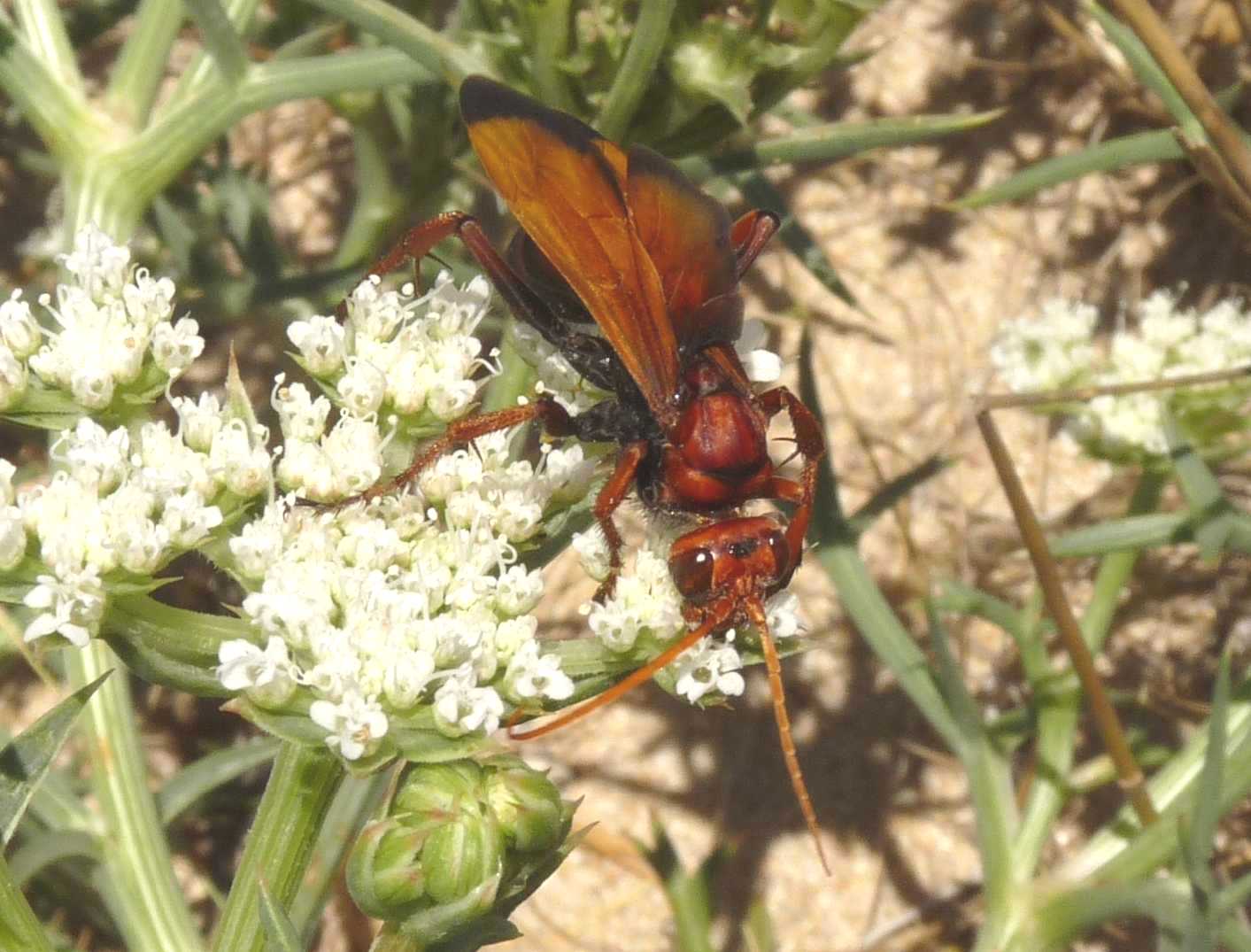 Cryptocheilus sp.